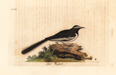 Beyaz kaşlı kuyruksallayan altın geniş ayak kuyruksallayan, Motacilla maderaspatensis. (Hindistan