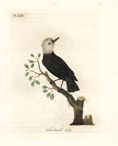 Ak başlı bataklık tiranı, Arundinicola leucocephala (Ak başlı tody, Todus leucocephalus). John Latham tarafından kendi A General History of Birds, Winchester