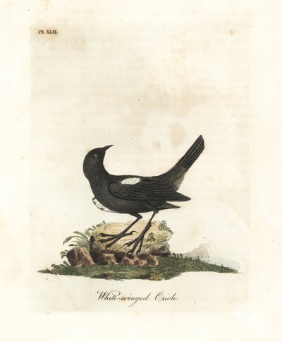 Beyaz omuzlu tanger, Tachyphonus luctuosus (Beyaz kanatlı oriole, Oriolus leucopterus). John Latham tarafından kendi A General History of Birds, Winchester