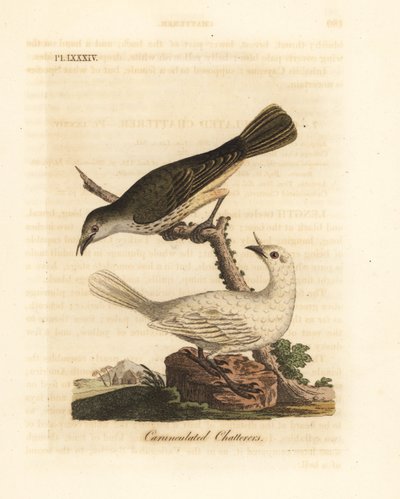 Beyaz çan kuşu, Procnias albus, erkek ve dişi (Karunkül geveze, Ampelis carunculata). John Latham tarafından kendi A General History of Birds, Winchester