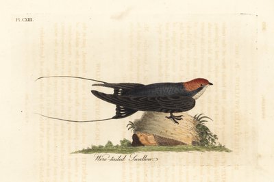 Tel kuyruklu kırlangıç, Hirundo smithii. John Latham tarafından kendi A General History of Birds, Winchester