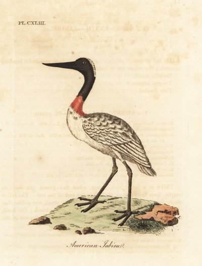 Ağaç stoğu, Mycteria americana (Amerikan jabiru). John Latham tarafından kendi A General History of Birds, Winchester