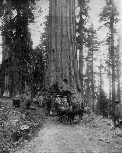 Büyük ağaç (sekoya): Kaliforniya'daki Mariposa Grove'daki "wawona" (s/b fotoğraf) by John Lawson Stoddard