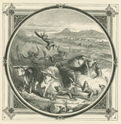 Kurt geldiğinde, öküzler nefsi müdafaa için birlik olmak için savaşmayı bırakırlar (gravür) by John Leighton
