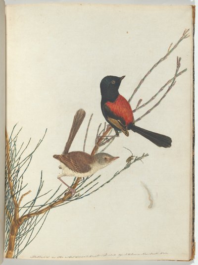 Scarlet ve siyah ötleğen.Lewin, John. Doğal tarihleriyle Yeni Güney Galler Kuşları. Sidney-G by John William Lewin