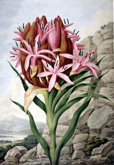 PD.757-1973 Mızrak Zambak (Doryanthes excellsa) by John Lindley