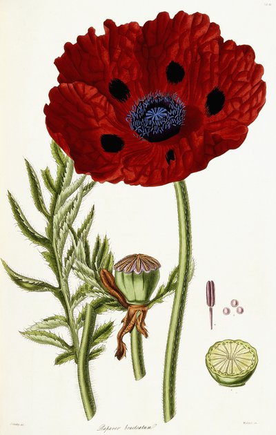 Papaver Bracteatum, 1821-1826 by John Lindley