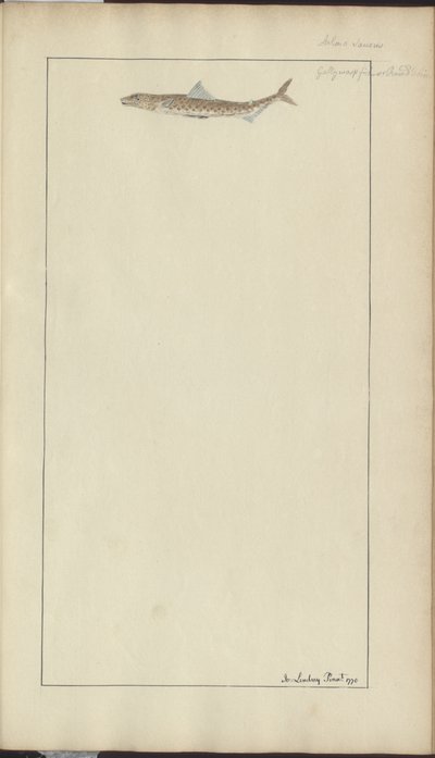 Lindsay Çizimleri Vol. VII, 23 by John Lindsay