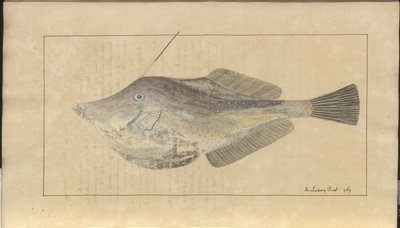 Lindsay Çizimleri Vol. VII, 7 by John Lindsay