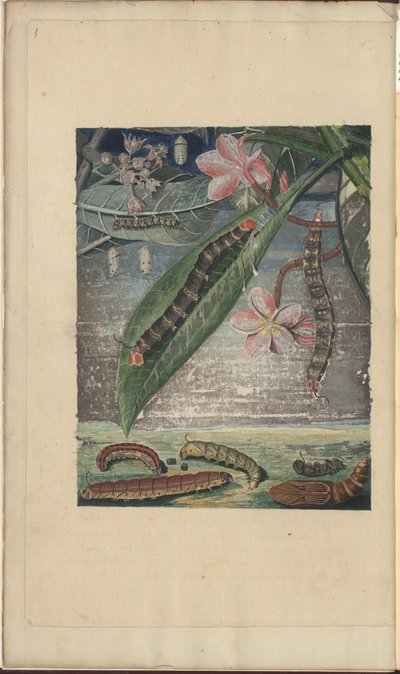 Lindsay Çizimleri Vol. BİZ by John Lindsay