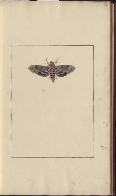 Lindsay Çizimleri Vol. BİZ by John Lindsay