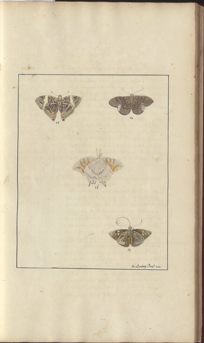 Lindsay Çizimleri Vol. VI, 42 by John Lindsay