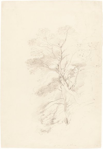 Kayın Ağacı by John Linnell
