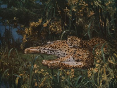 Hint Leoparları, 19. yüzyılın sonu - 20. yüzyılın başı, 1930 doları. by John Macallan Swan
