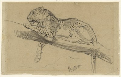 Dalda Yatan Leoparın İncelenmesi by John Macallan Swan