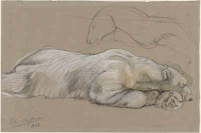 Yaslanmış Kutup Ayısı Çalışmaları by John Macallan Swan