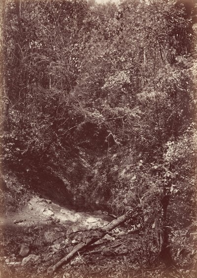Darien Keşif Gezisi, 1871 (fotoğraf) by John Moran