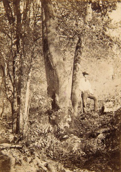 Tacony Creek, Manolya Kavağı by John Moran