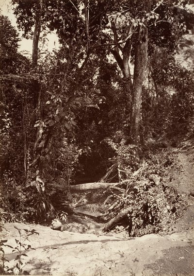 Tropikal Manzara, Brook El Bano, Chipigana, 1871. by John Moran