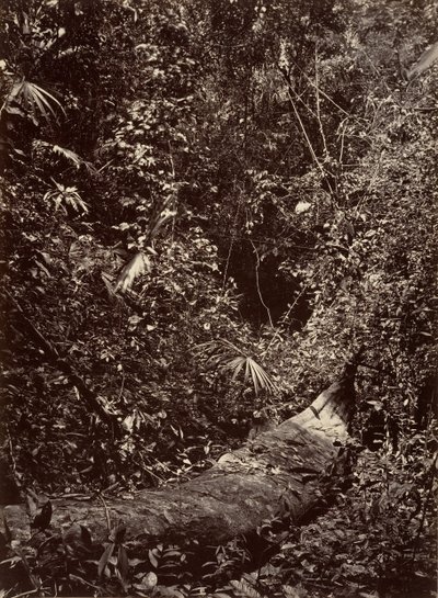 Tropikal Manzara, Tropikal Orman, 1871. by John Moran