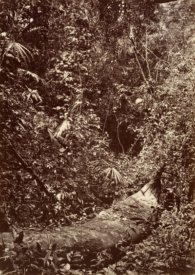Tropikal Manzara, Tropikal Orman, 1871. by John Moran