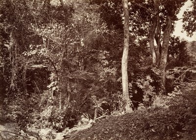 Tropikal Manzara, Chipigana Yakınında Görünüm, 1871. by John Moran