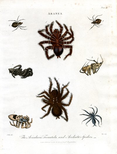 ARANEA: Avicularia; Tarantula ve Aculeata Örümcekleri by John Pass