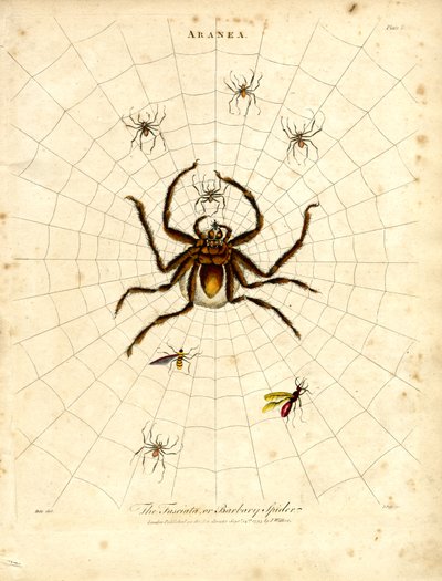ARANEA: Fasciata veya Berberi Örümceği by John Pass