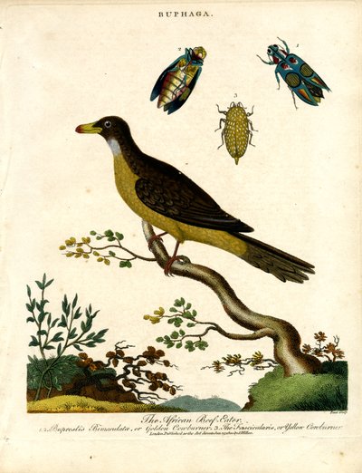 Afrika Öküzgagası (Buphaga) ve Mücevher Böcekleri by John Pass