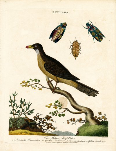 Afrika Öküzgagası ve Mücevher Böcekleri (Buphaga) by John Pass
