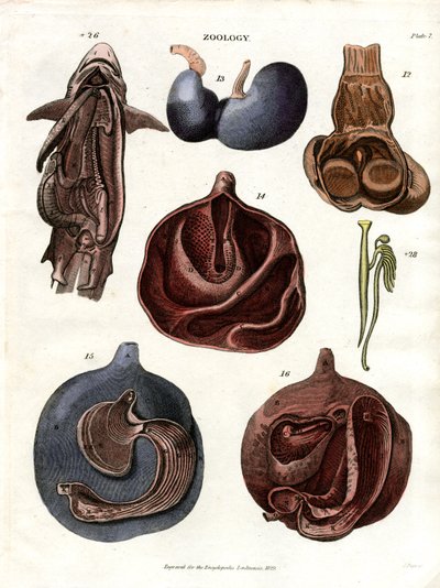 İç Organların Anatomik Çizimleri (Levha 7) by John Pass