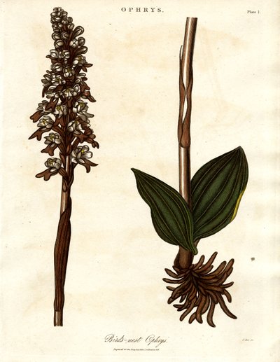 Kuş yuvası Ophrys by John Pass