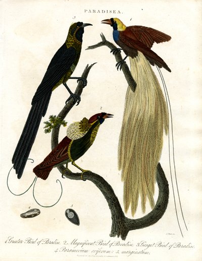 Cennet Kuşları (Paradisea) by John Pass
