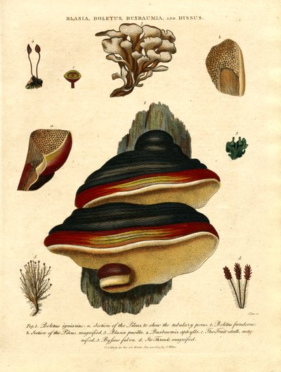 Blasia; Boletus; Buxbaumia; ve Byssus by John Pass