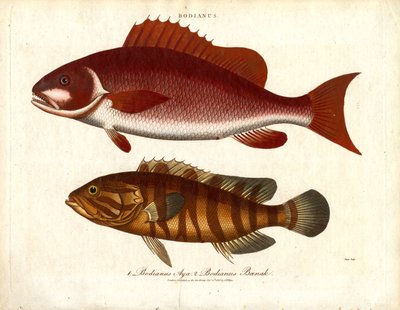 Bodianus - İki Deniz Levreği Türü by John Pass
