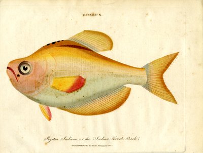 Bossus: Hintli Kambur Sırt by John Pass