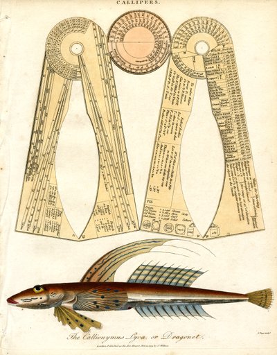 Callipers ve Dragonet Balıkları by John Pass