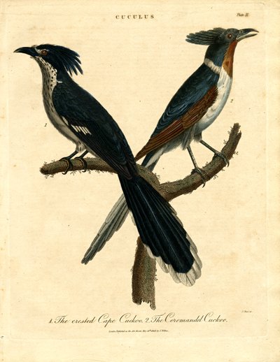 Cape ve Coromandel Guguk Kuşu by John Pass