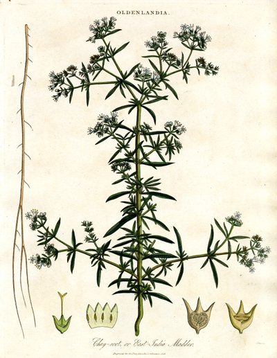 Chay-root veya Doğu Hindistan Madder by John Pass