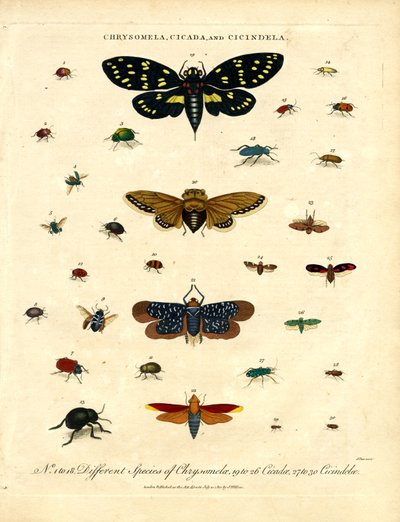 Chrysomela; Ağustos Böceği ve Cicindela by John Pass