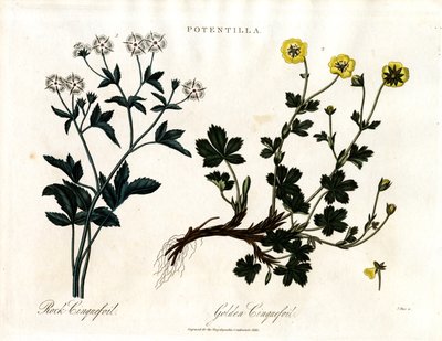 Cinquefoil Türleri by John Pass