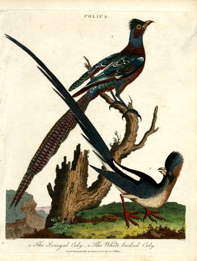 Colius Türleri (Fare Kuşları) by John Pass
