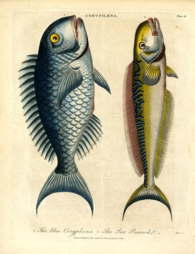 Coryphæna - Yunus Balıkları by John Pass
