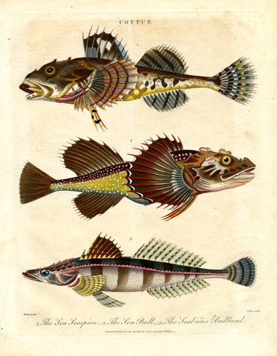 Cottus - İskorpitler ve Deniz Akrepleri by John Pass