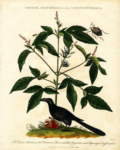 Croton; Crotophaga; ve Cryptocephalus by John Pass