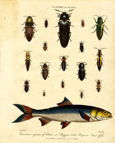 Elater ve Elops: On yedi tür Elater veya Skipper;  Elops veya Saur-fish by John Pass