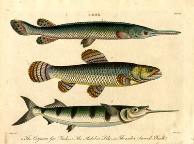 Esox: Turna ve Kılıç Balığı Türleri by John Pass