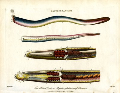 Gastrobranchus - Kör Balık veya Hagfish by John Pass