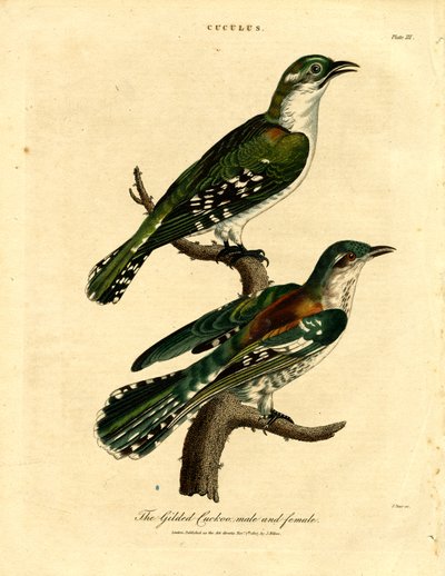Yaldızlı Guguk Kuşu Erkek ve Dişi by John Pass