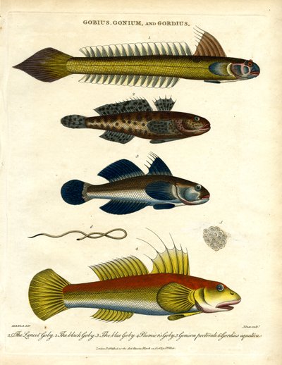 Gobius; Gonium ve Gordius: Gobiler ve Kıl Kurdu by John Pass